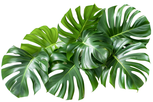 Monstera deliciosa leaf or Swiss cheese plant isolated on white background png transparent clipart.
