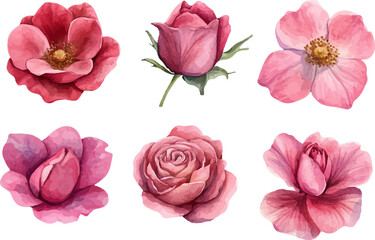 pink roses isolated on white