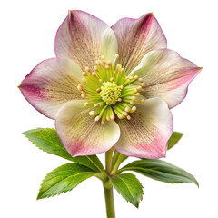 Delicate Helleborus Flower Isolated on White Background
