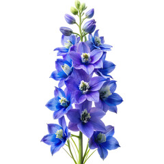 Beautiful Larkspur Flower Isolated on White Background
