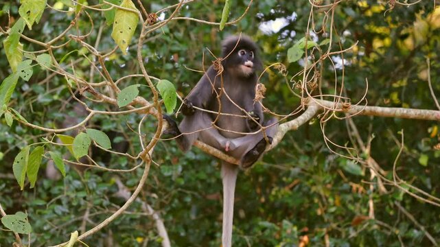 Leaf monkey sitting on branch surrounded by lush green foliage in forest setting. Dusky leaf monkey or spectacled langur or Trachypithecus obscurus