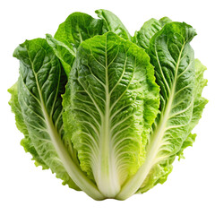 Fresh Romaine Lettuce Isolated on White Background

