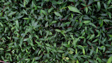 Close-up of densely growing green leaves with striking red stems and branches. Fresh leaves of varying sizes create an interesting pattern. Water droplets add a natural and tropical feel.