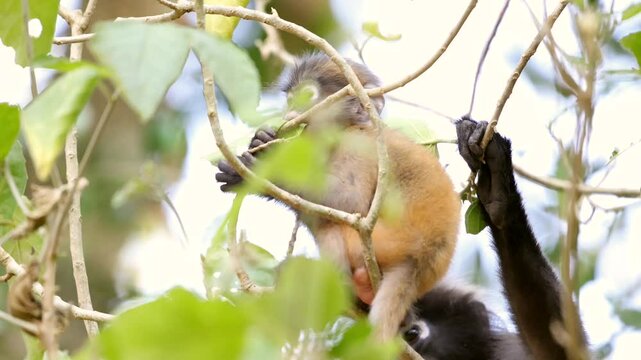 Baby monkey in lush forest foliage, climbing branches amidst greenery. Dusky leaf monkey or spectacled langur or Trachypithecus obscurus