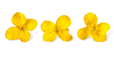 Close-up Rapeseed Flowers Isolated on White Background. Clipping path. No AI tools