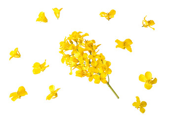 Blossoms, rapeseed flowers isolated on white background. Mustard flowers, isolated on white background. Clipping path. No AI tools