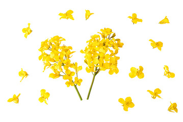 Blossoms, rapeseed flowers isolated on white background. Oilseed Rape Flower Head on White Background. Clipping path. No AI tools
