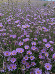 Obraz premium Meadow with a predominance of purple flowers