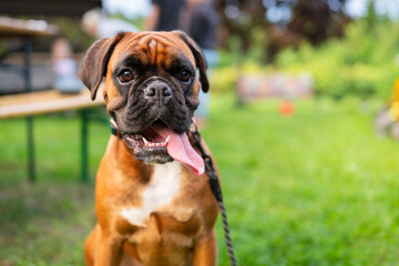 A medium-sized sturdy male purebred, fawn coloured, Boxer. Young Boxer Dog sitting in a garden. A young boxer takes a break and relaxes in a garden. A fawn coloured, purebred Boxer. 