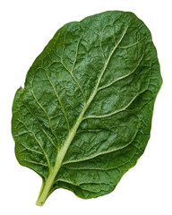 Obraz premium Fresh green spinach leaf with detailed veins and texture isolated on white