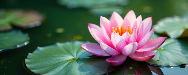 Water lily with white panel, , water features, water lilies