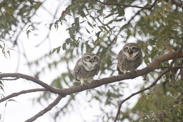 This stunning image captures an Indian Owl perched on a tree, blending seamlessly with its natural surroundings. With its piercing eyes and intricate feather patterns, owl exudes a sense of mystery