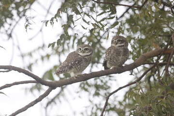 This stunning image captures an Indian Owl perched on a tree, blending seamlessly with its natural surroundings. With its piercing eyes and intricate feather patterns, owl exudes a sense of mystery