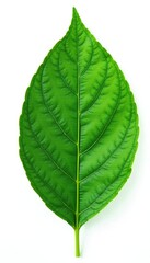 Obraz premium Delicate leaf isolated on white background with intricate veins and subtle texture, detail, nature