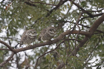 This stunning image captures an Indian Owl perched on a tree, blending seamlessly with its natural...