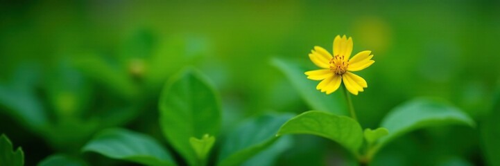 Small yellow flower with delicate petals among green leaves, loneliness, isolation, small