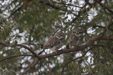 This stunning image captures an Indian Owl perched on a tree, blending seamlessly with its natural surroundings. With its piercing eyes and intricate feather patterns