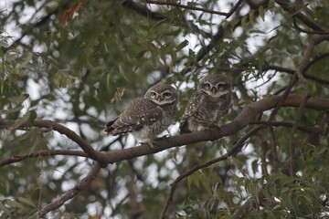 This stunning image captures an Indian Owl perched on a tree, blending seamlessly with its natural surroundings. With its piercing eyes and intricate feather patterns