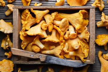 Fototapeta premium Top view of chanterelle mushrooms in a wooden box with knife on rustic wooden table close up. Food photography