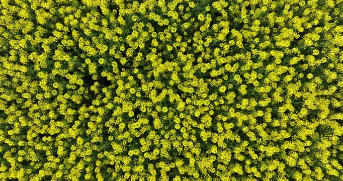Aerial footage of yellow cole flowers flowering at countryside, Yunnan province,China