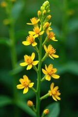 Obraz premium Small yellow flowers in dense spiral arrangement, plant, herbaceous, racemose