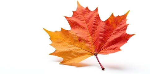 delicate maple leaf with veins isolated on white background, nature, autumn, tree