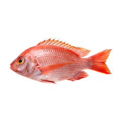 Obraz premium Fresh red tilapia fish on transparency background, showcasing its colors and details
