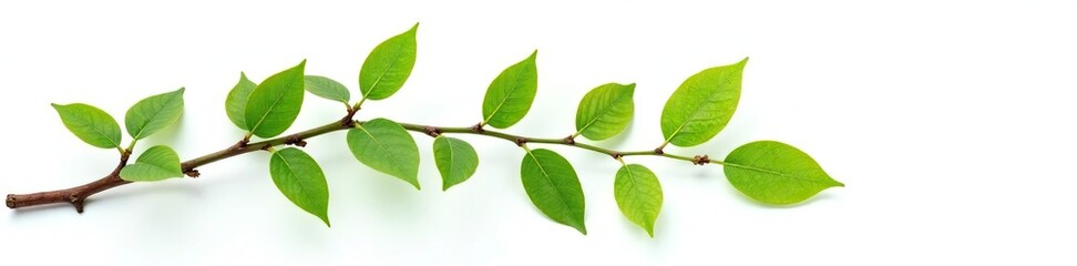 Obraz premium Twig and leaf branch isolated on white background with some twigs, leafy, twig, leafy green