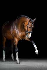 Bay horse portrait isolated on black