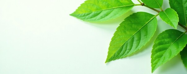 Obraz premium Delicate green leaves spread on white surface, simple, leafy greens