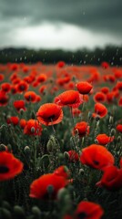 Obraz premium A stunning field of bright red poppies stands out against a backdrop of dark, moody clouds, while gentle raindrops dance on the petals. Nature's beauty captivates the senses