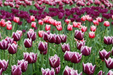 Rows of colourful tulips in a spring garden