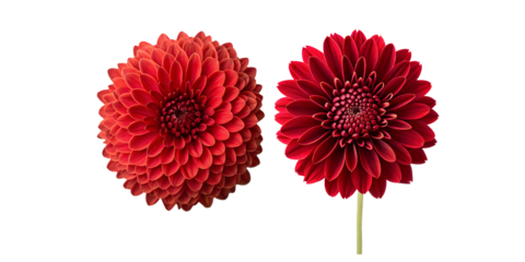 Red Flower on White, Elegant Red Floral Arrangement, Stunning Red Bloom, Cut Out