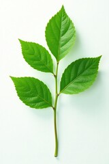 Single branch with subtle green veins isolated on white background, green, foliage