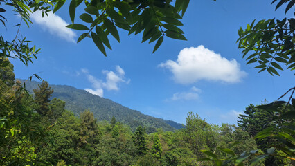 Tropical nature scene with lush green forest, mountains in the background, and bright blue sky with white clouds. The leaves in the foreground create an interesting natural frame.