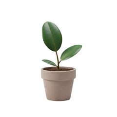 Simple Rubber Plant with Two Large Leaves