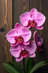 Fototapeta premium Exquisite orchid pink flowers in a floral arrangement on a wooden background, wooden, pink, elegant