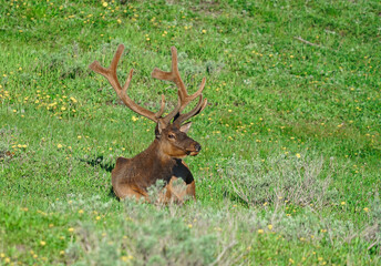 close up on elk resting on the lawn