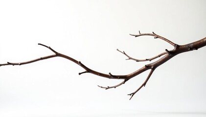 Twisted and curved branches on a pure white background, curved, branch, white