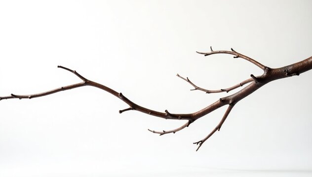 Twisted and curved branches on a pure white background, curved, branch, white