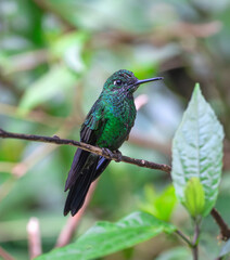 hummingbird standing on the branch