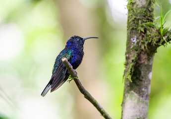 hummingbird standing on the branch