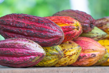 cacao pods organic stacking