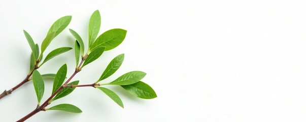 Fototapeta premium Small twigs with leaves on a white background, nature, foliage