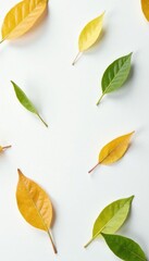 Delicate leaves scattered on a pure white surface, simplicity, nature