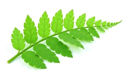 Fototapeta premium Single fern leaf isolated on white background, nature, texture