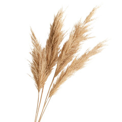 Elegant Pampas Grass Branch on transparent Background.