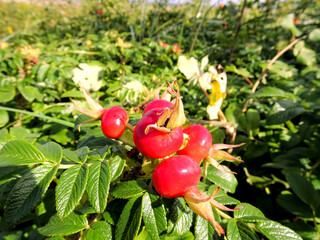 Red Rosehips