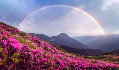 Lush rhododendron flowers covering mountain slopes, glowing in the warm hues of an early morning sunrise. Rainbow in the rainy cloudy sky on the background. Spring mountains