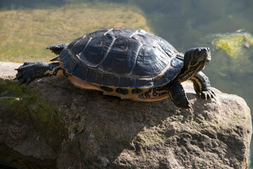 Auf Stein sitzende Wasserschildkröte